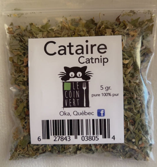 Cataire séchée