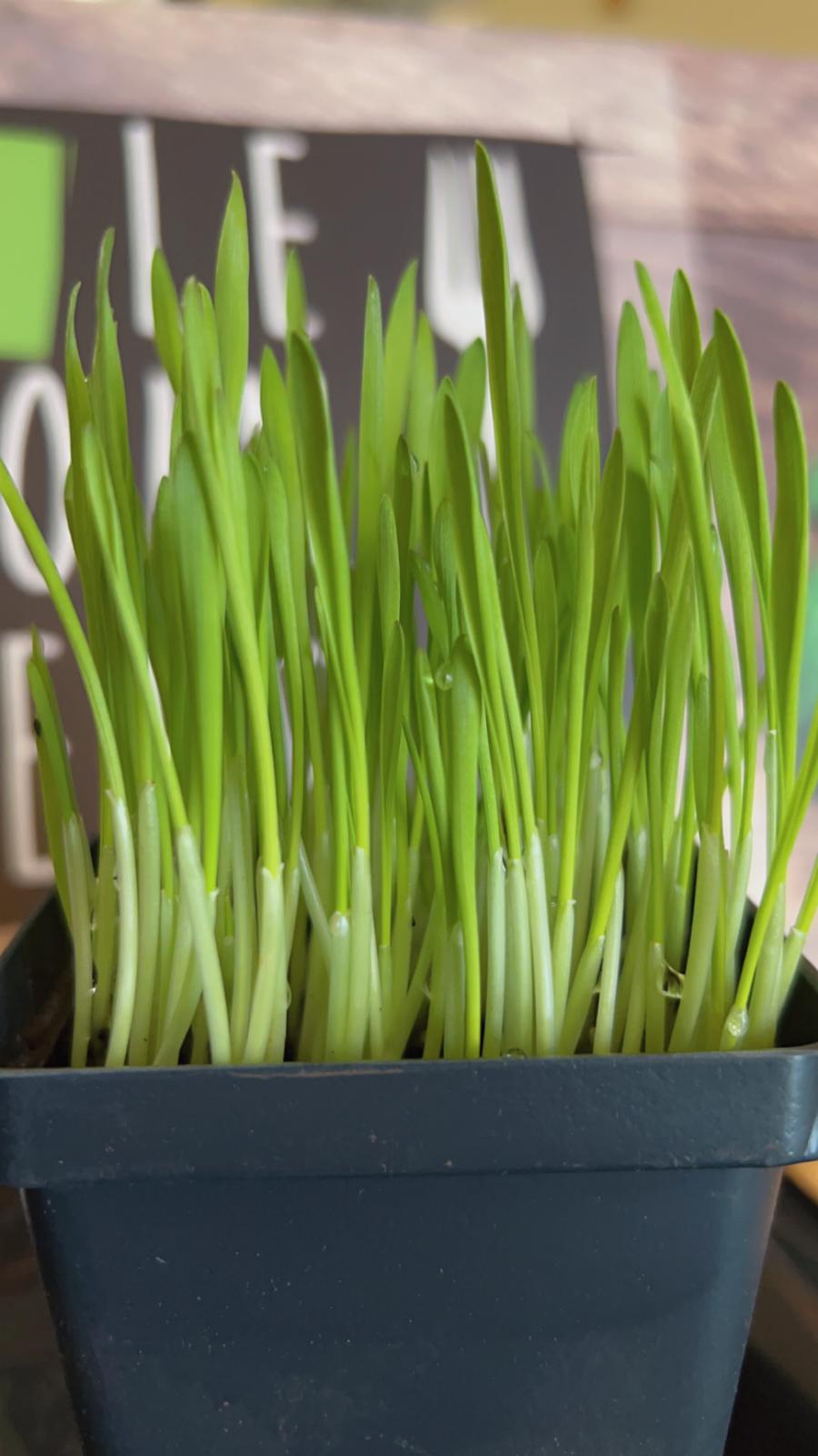 Fresh Cat Grass