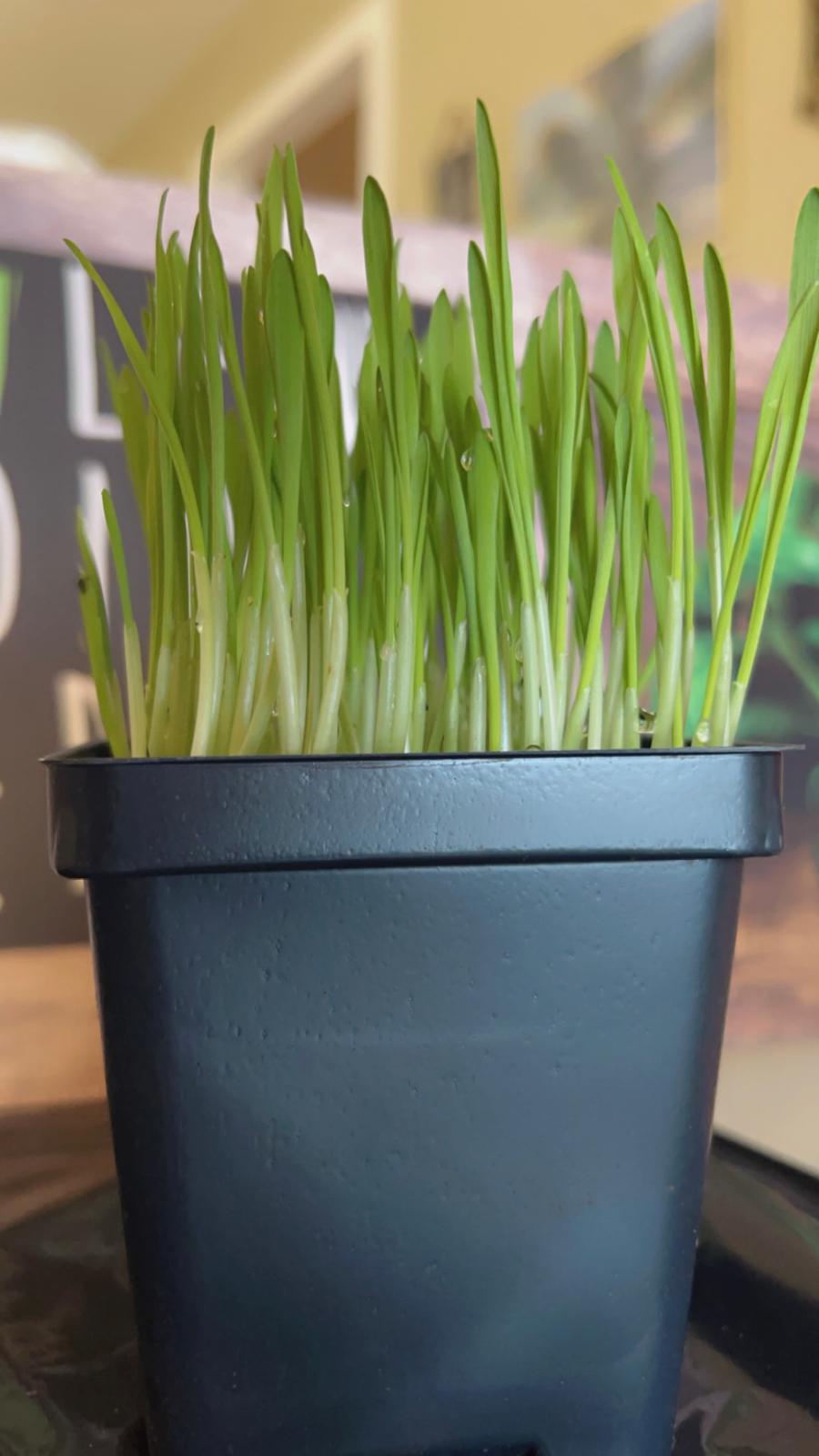 Fresh Cat Grass