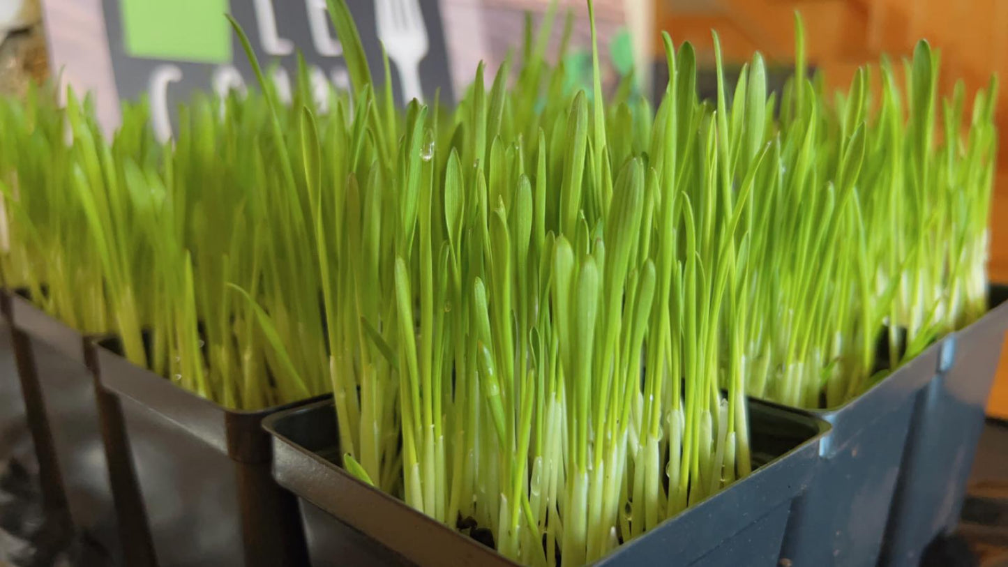 Fresh Cat Grass